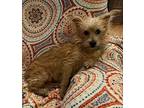 Rabbit, Terrier (unknown Type, Medium) For Adoption In Tucson, Arizona