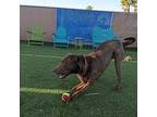 P Parker, Labrador Retriever For Adoption In Tucson, Arizona