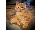 Bubbles, Domestic Mediumhair For Adoption In Lafayette, Colorado