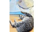 Beta Zed, Domestic Mediumhair For Adoption In Lafayette, Colorado