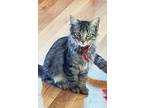 Alpha, Domestic Mediumhair For Adoption In Lafayette, Colorado