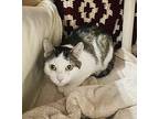 Precious, Domestic Shorthair For Adoption In Orillia, Ontario