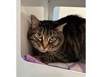 Wilson, Domestic Shorthair For Adoption In San Luis Obispo, California