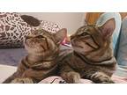 Benji And Flower ~ Kitty Soul Mates, Domestic Shorthair For Adoption In