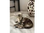 Bambi And Felina, Domestic Shorthair For Adoption In Hillsboro, Oregon