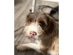 Remmy, Dachshund For Adoption In Fenton, Missouri