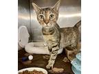 Brielle, Domestic Shorthair For Adoption In Seville, Ohio