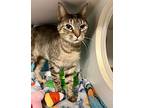 Juniper, Domestic Shorthair For Adoption In Seville, Ohio