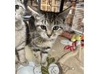 Papaya, Domestic Shorthair For Adoption In Seville, Ohio