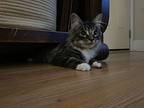 Gary, Domestic Shorthair For Adoption In Oakville, Connecticut