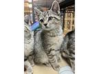 Jackfruit, Domestic Shorthair For Adoption In Seville, Ohio