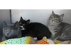 Finn, Ellie & Cleo, Tabby For Adoption In Brockton, Massachusetts
