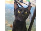 Giuseppe, Domestic Shorthair For Adoption In Mountain View, California