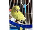 Pina Colada, Parakeet - Other For Adoption In Andover, Connecticut