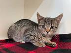 Fusilli - *available Foster-to-adopt*, Domestic Shorthair For Adoption In