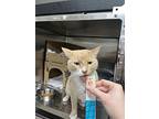 Charmander, Domestic Shorthair For Adoption In Kelowna, British Columbia