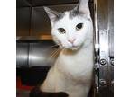 Medicine Hat, Domestic Shorthair For Adoption In Richmond, Virginia