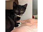 Rapter, Domestic Shorthair For Adoption In Richmond, Virginia