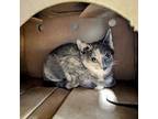 Corvetta, Domestic Shorthair For Adoption In Richmond, Virginia