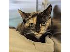 Leira, Domestic Shorthair For Adoption In Richmond, Virginia