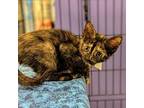 Funnel Cake, Domestic Shorthair For Adoption In Richmond, Virginia