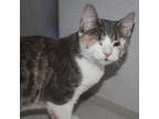 Trudy, Domestic Shorthair For Adoption In Richmond, Virginia