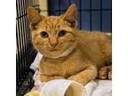 Bugatti, Domestic Shorthair For Adoption In Richmond, Virginia