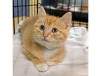 Botanical, Domestic Shorthair For Adoption In Richmond, Virginia