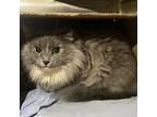 Mmmbop, Domestic Longhair For Adoption In Richmond, Virginia