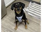 Balboa, Dachshund For Adoption In Oceanside, California