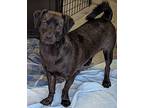 Lalito, Terrier (unknown Type, Medium) For Adoption In Oceanside, California