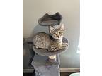 Zoe - (foster-bruce), Domestic Shorthair For Adoption In Prescott, Arizona