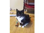 Socks, Domestic Shorthair For Adoption In Pawtucket, Rhode Island