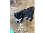Rocky- (foster-bruce), Domestic Shorthair For Adoption In Prescott, Arizona