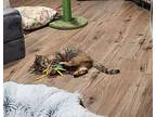 Autumn, Domestic Shorthair For Adoption In Pawtucket, Rhode Island