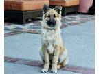 Beauregard, Golden Retriever For Adoption In Los Angeles, California