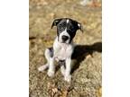 Noah, Labrador Retriever For Adoption In Greenlawn, New York