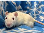 2411-1111+1114 Bagel+seagull, Rat For Adoption In Virginia Beach, Virginia