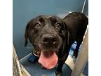 Veronica, Labrador Retriever For Adoption In Merriam, Kansas