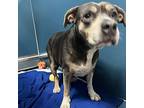 Bubbles, American Pit Bull Terrier For Adoption In Merriam, Kansas