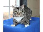 Myers - 40674, Domestic Shorthair For Adoption In Prattville, Alabama