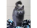 Biscuit - 40534, Domestic Mediumhair For Adoption In Prattville, Alabama