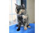 Meowzers - 40673, Domestic Mediumhair For Adoption In Prattville, Alabama