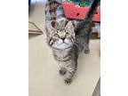 Chips, Domestic Shorthair For Adoption In Topeka, Kansas