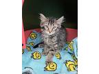 Fish, Domestic Longhair For Adoption In Topeka, Kansas