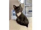 Zari, Domestic Shorthair For Adoption In Topeka, Kansas