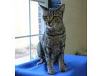 Susanna - 40705, Domestic Shorthair For Adoption In Prattville, Alabama
