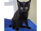 Fossil - 40779, Domestic Shorthair For Adoption In Prattville, Alabama