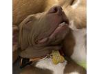 Chamomile, Retriever (unknown Type) For Adoption In Normal, Illinois
