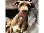 Chai, Retriever (unknown Type) For Adoption In Normal, Illinois